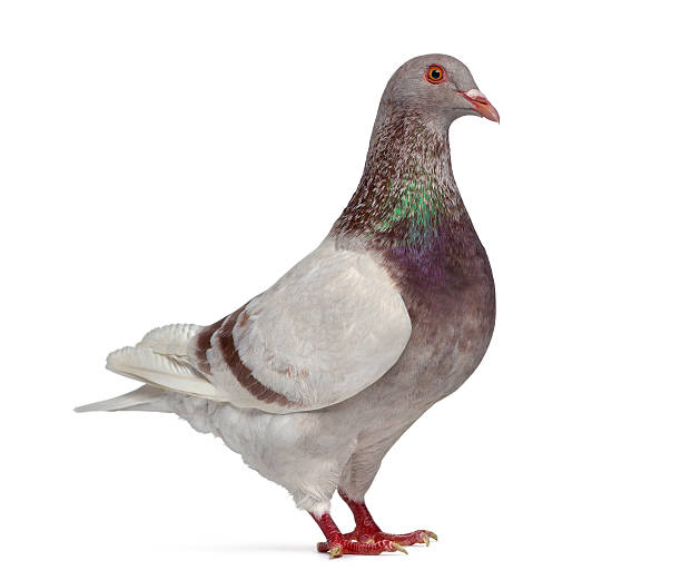istock Side view of a Texan pigeon winking isolated on white 612412386