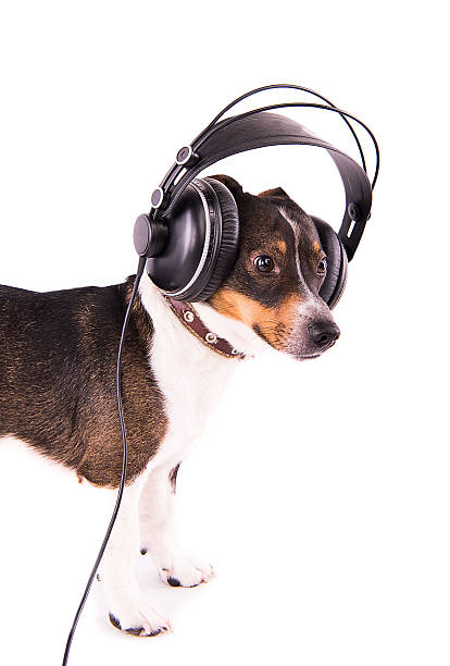 istock Jack Russell terrier with headphones on a white background 612412788