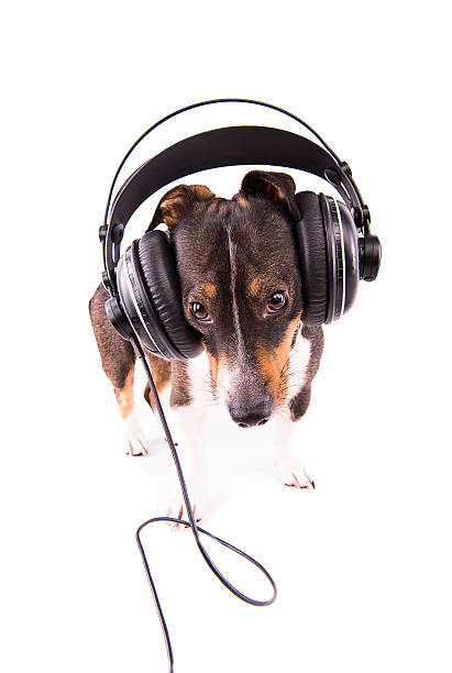 istock Jack Russell terrier with headphones on a white background 612412960