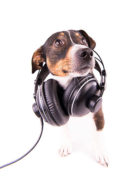istock Jack Russell terrier with headphones on a white background 612413132