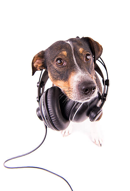 istock Jack Russell terrier with headphones on a white background 612413284
