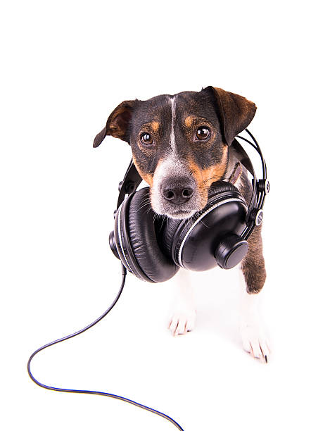 istock Jack Russell terrier with headphones on a white background 612413452