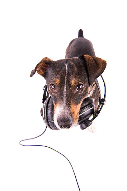 istock Jack Russell terrier with headphones on a white background 612413612
