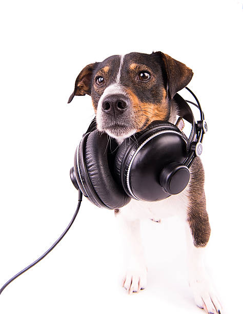 istock Jack Russell terrier with headphones on a white background 612413776