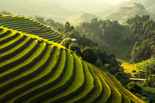 Terraced rice field landscape of Mu Cang Chai, Yenbai, Northern Vietnam