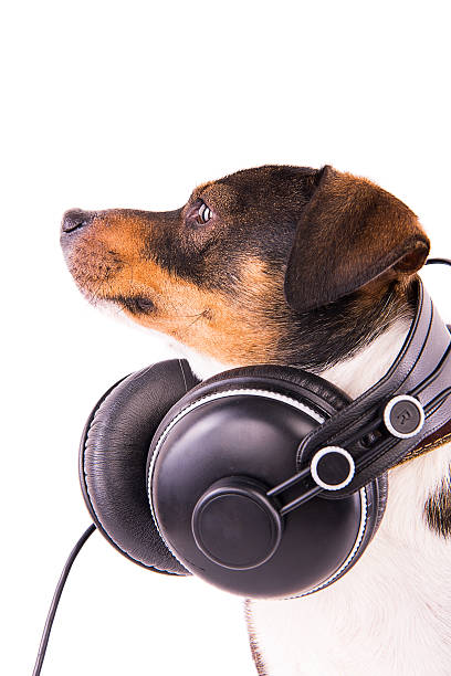 istock Jack Russell terrier with headphones on a white background 612414092