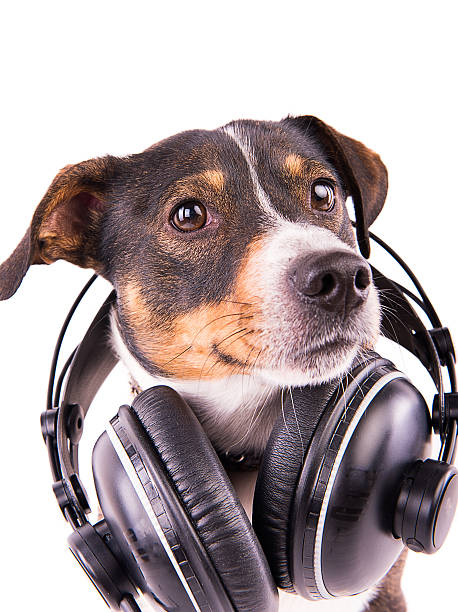 istock Jack Russell terrier with headphones on a white background 612414344