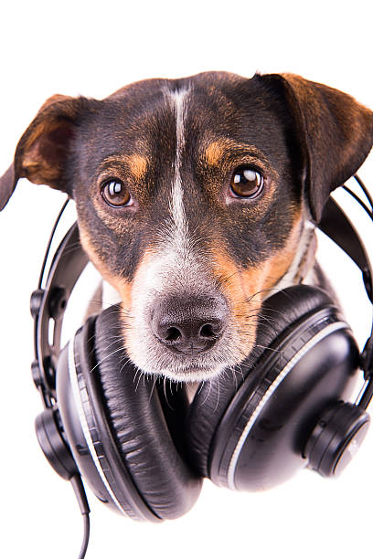 istock Jack Russell terrier with headphones on a white background 612414618