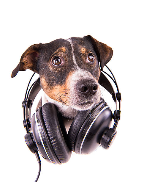 istock Jack Russell terrier with headphones on a white background 612414820