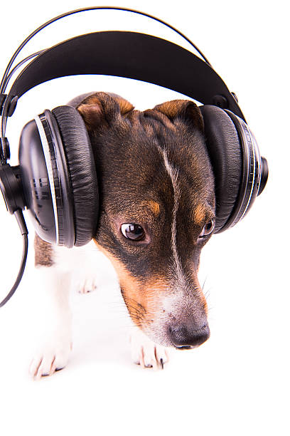istock Jack Russell terrier with headphones on a white background 612414988