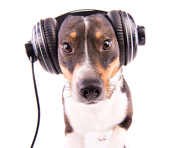 istock Jack Russell terrier with headphones on a white background 612415120