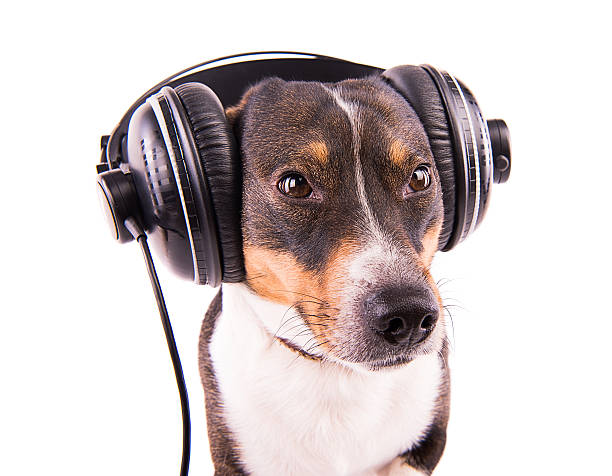 istock Jack Russell terrier with headphones on a white background 612415398