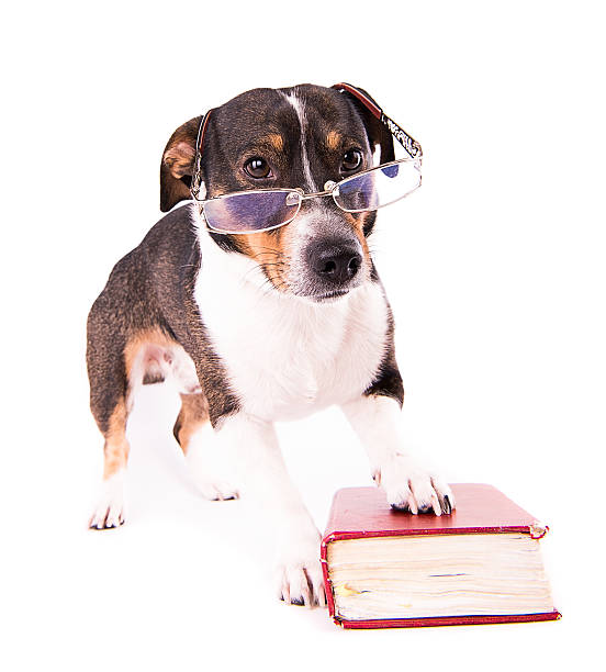 istock Jack Russell Terrier with a book on a white background 612415960