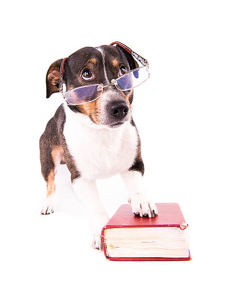 istock Jack Russell Terrier with a book on a white background 612416366