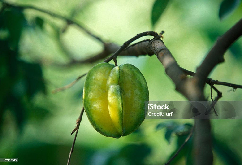 ASIA VIETNAM MEKONG DELTA STARFRUIT a starfruit on a tree near the city of Can Tho in the Mekong Delta in Vietnam Arts Culture and Entertainment Stock Photo