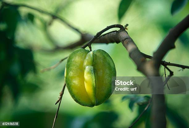 Asia Vietnam Mekong Delta Starfruit Stock Photo - Download Image Now - Arts Culture and Entertainment, Asia, Can Tho Province