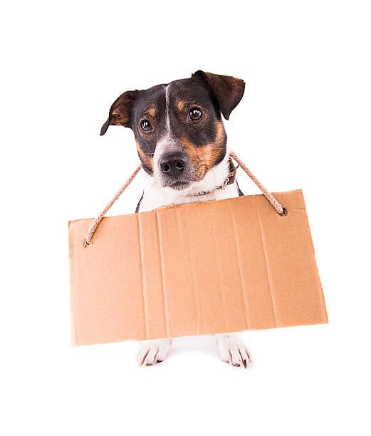 istock Jack Russell Terrier with a sign on a white background; 612416646