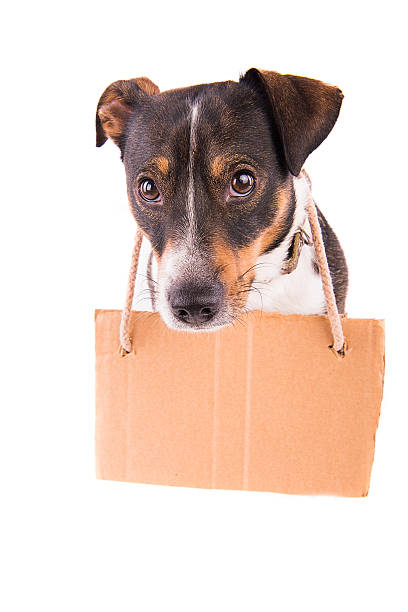 istock Jack Russell Terrier with a sign on a white background; 612416810
