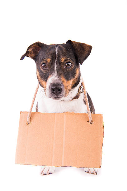 istock Jack Russell Terrier with a sign on a white background; 612416934