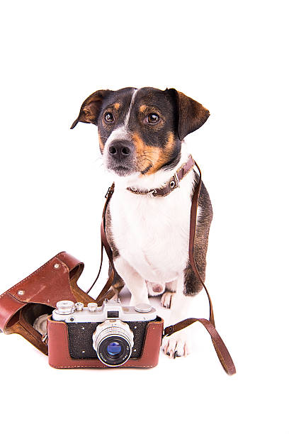 istock Jack Russell Terrier with a camera on a white background 612417112