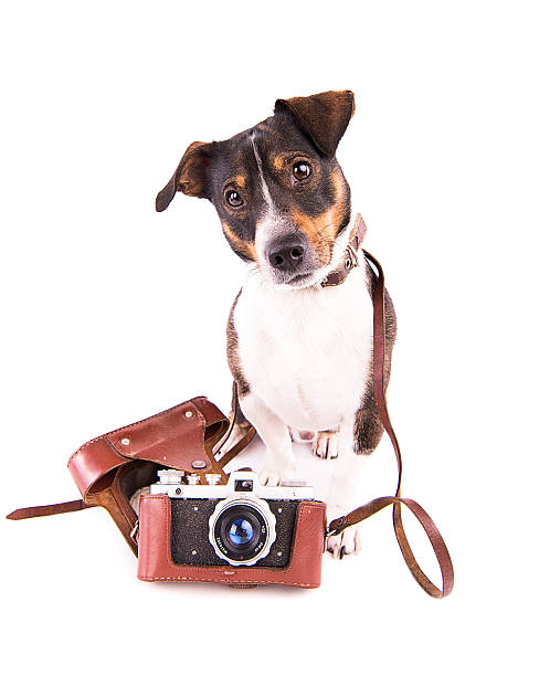 istock Jack Russell Terrier with a camera on a white background 612417324