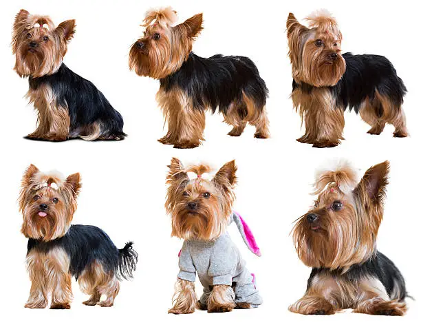 Photo of Set of  Yorkshire Terriers