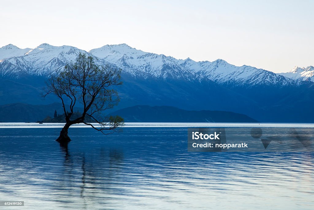 Wanaka tree in New Zealand The famous tree at Lake Wanaka, South Island of New Zealand. Blue Stock Photo