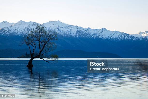 Wanaka Tree In New Zealand Stock Photo - Download Image Now - Blue, European Alps, Famous Place