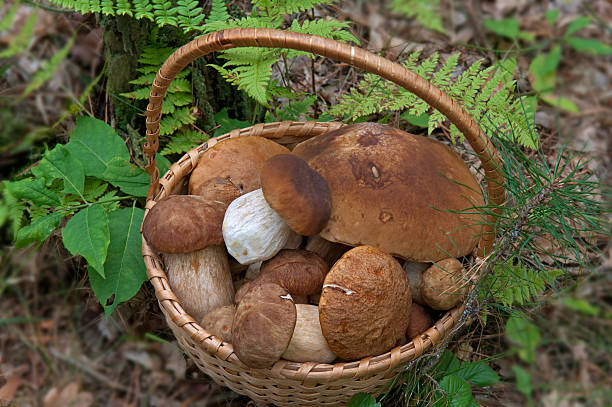 istock good mushrooms in basket 612419788