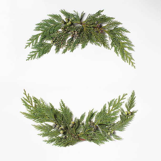 Christmas concept - frame wreath with evergreen Cupressus Christmas concept - frame wreath with evergreen Cupressus nootkatensis leaves. Flat lay, top view. chamaecyparis stock pictures, royalty-free photos & images