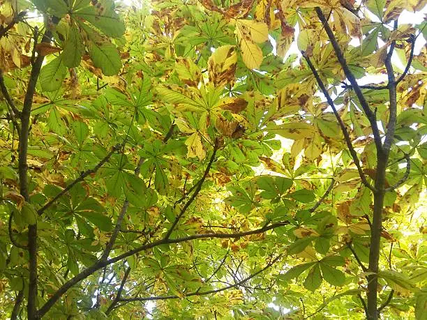 Photo of Leaves of oak