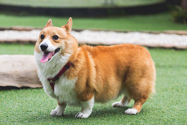 istock Welsh Corgi Pembroke dog 612478300