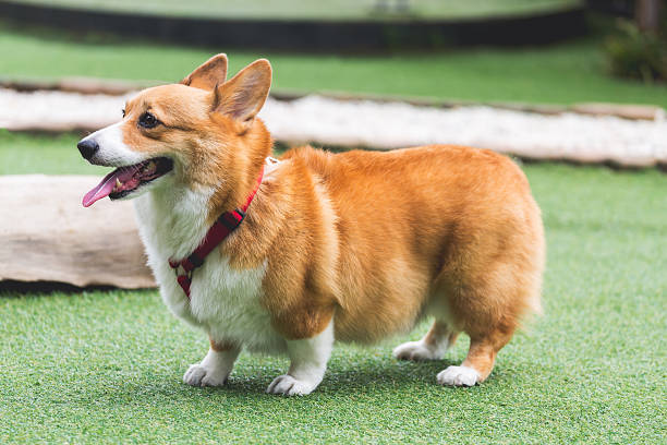 istock Welsh Corgi Pembroke dog 612478506