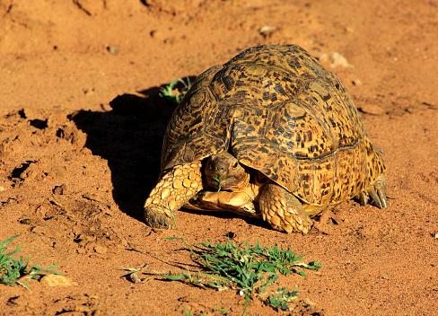 Tortoise eating a blade of grass in a very sandy area