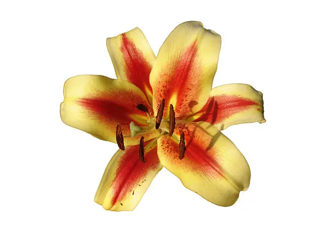 Orienpet hybrids lily 'Montego Bay' yellow-pink with red-wine smear flower isolated on white.