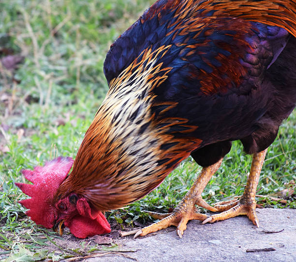 istock Beautiful rooster with colorful feathers 612479120
