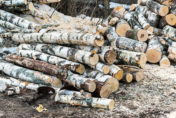 istock pile of birch logs lying on the ground 612479862