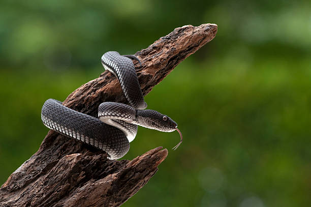 istock black mangrove pit viper snake purpureomaculatus 612480136