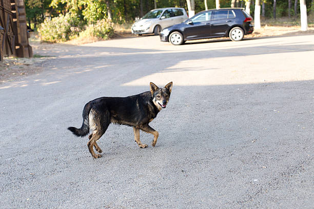istock Curious street dog 612480510