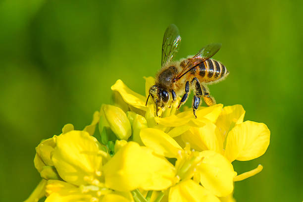 медоносная пчела летающий - japanese mustard стоковые фото и изображения