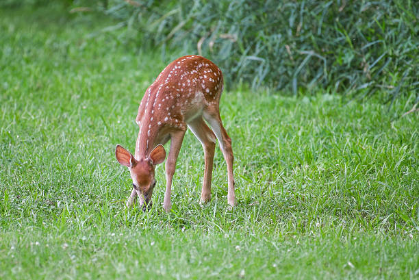 istock Whitetail fawn deer eating grass 612481148