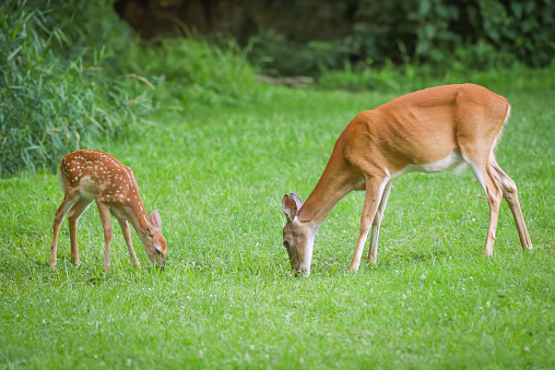 Whitetail deer doe and fawn grazing together