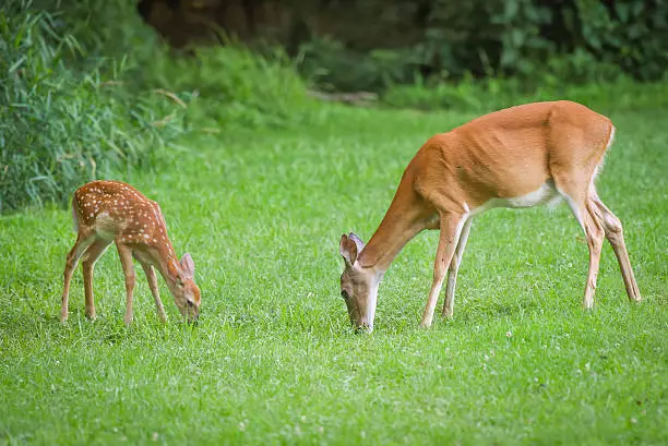 Photo of Whitetail doe and fawn