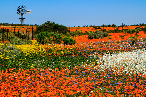 Lavish flowerbeds in ornamental garden