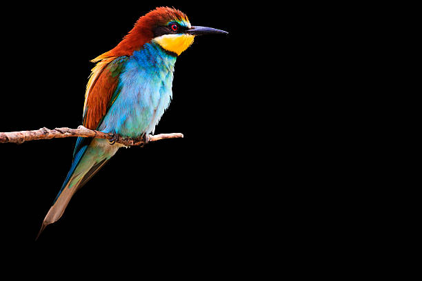 istock paradise bird sitting on a branch isolated  black 612482682