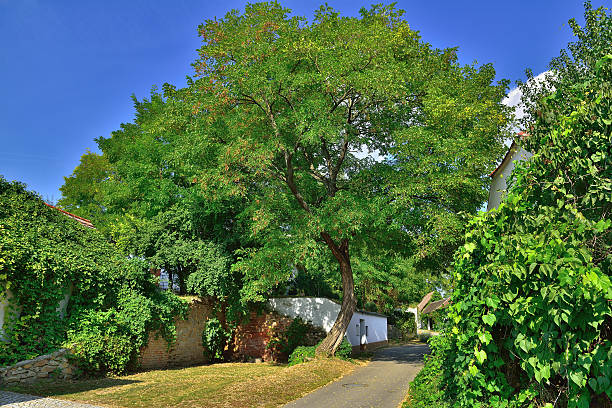 istock Kellergasse (cellar alley) near Retz in Lower Austria 612483084