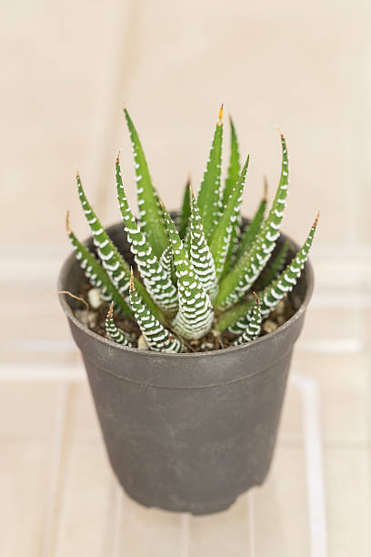 istock Zebra Haworthia Fasciata succulent plant 612483254