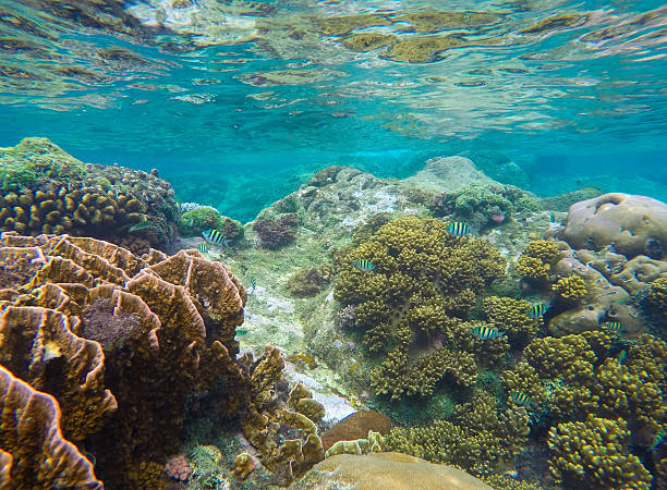 vue sur l’eau de mer turquoise et la vie marine - vitality sea aquatic atoll photos et images de collection