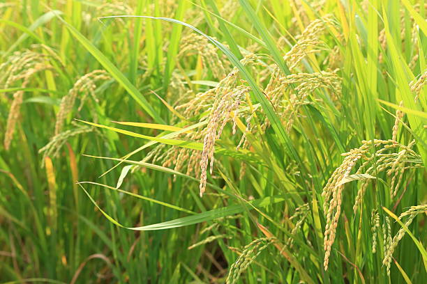 istock Rice of good harvest 612486556