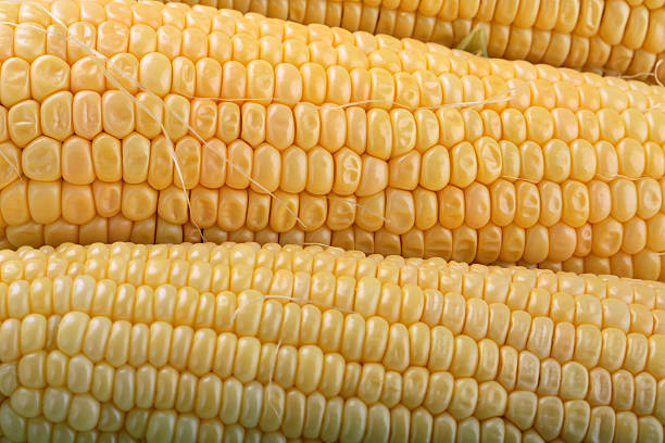 un épi de maïs. - corn on the cob macro corn crop freshness photos et images de collection